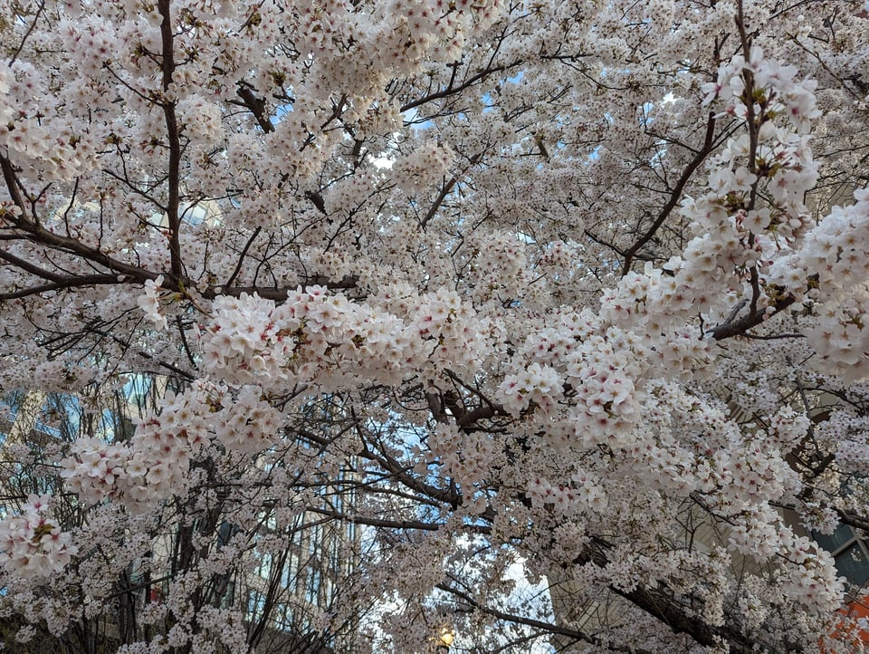 cherry blossoms in Alexandria, Virginia