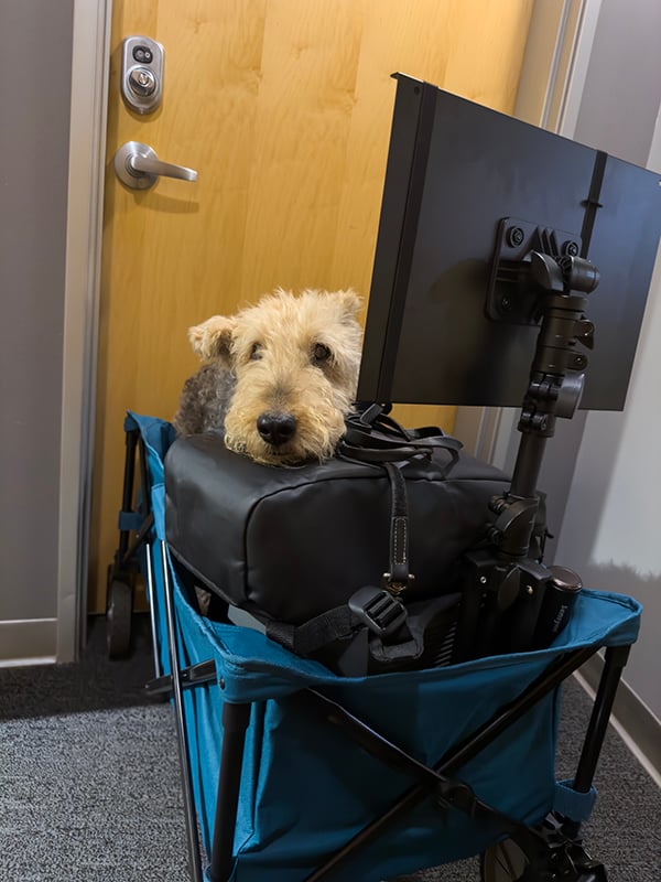 Photo of curly haired dog in blue wagon that's filled with photography equipment, resting its head on a backpack.