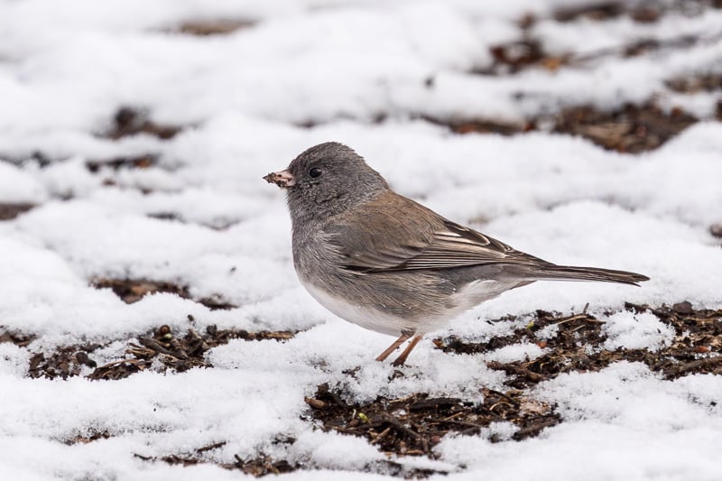 Dark-eyed Juncos abound in winter. The Minnesota Star Tribune recently had a pretty good story (gift link) about this “dapper little bird.” / Photo by Earl Bye