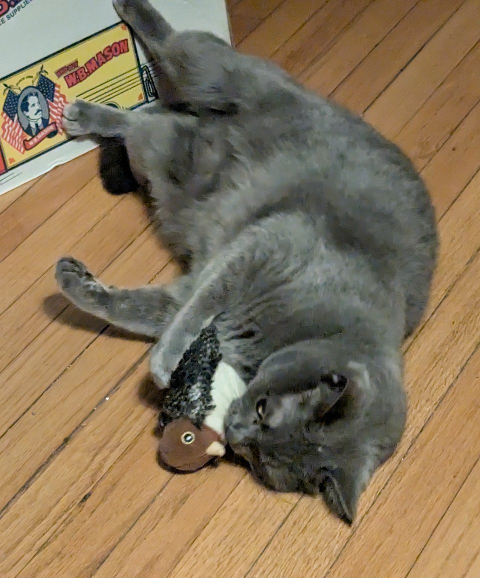 A small grey cat rolling around on a hardwood floor, clutching a toy in the shape of a bird about the size of her head.