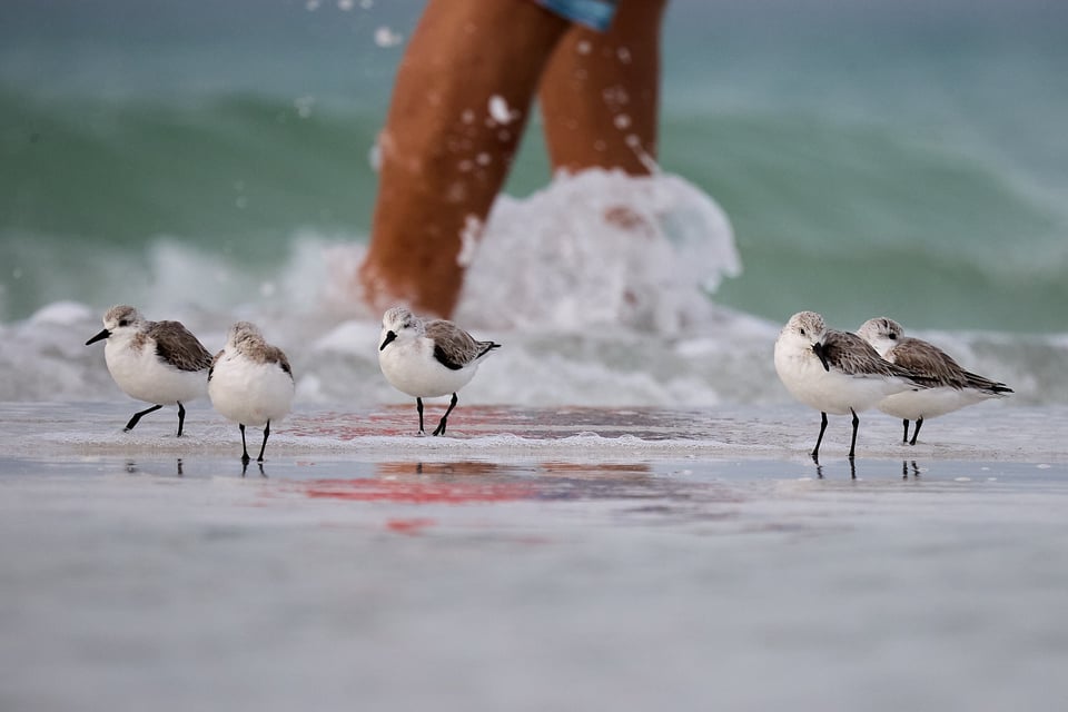 Small grey-white shorebirds with human legs and big waves behind them