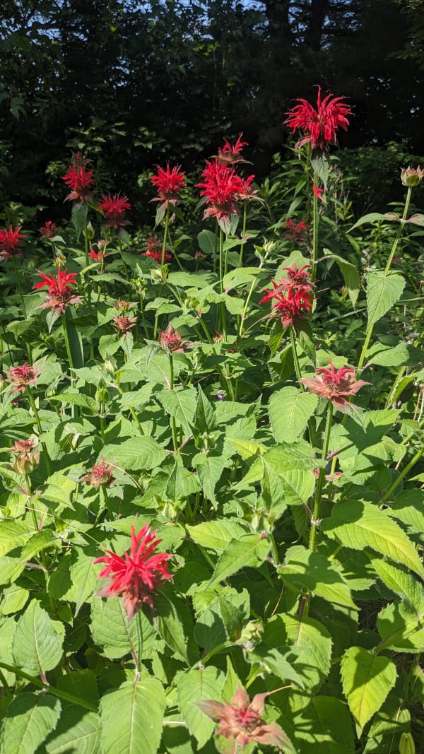 A profusion of bee balm, with its pointy serrated leaves making a backdrop for the bedhead-looking vivid red flowers above