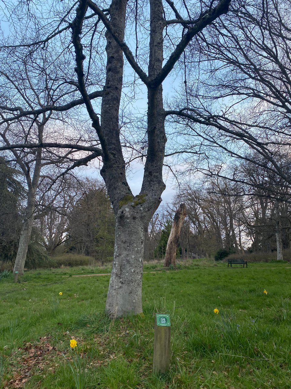 Colour photo. A copper beech tree surrounded by green grass with other trees in the background. There is a marker with the number 14 in front of the tree.