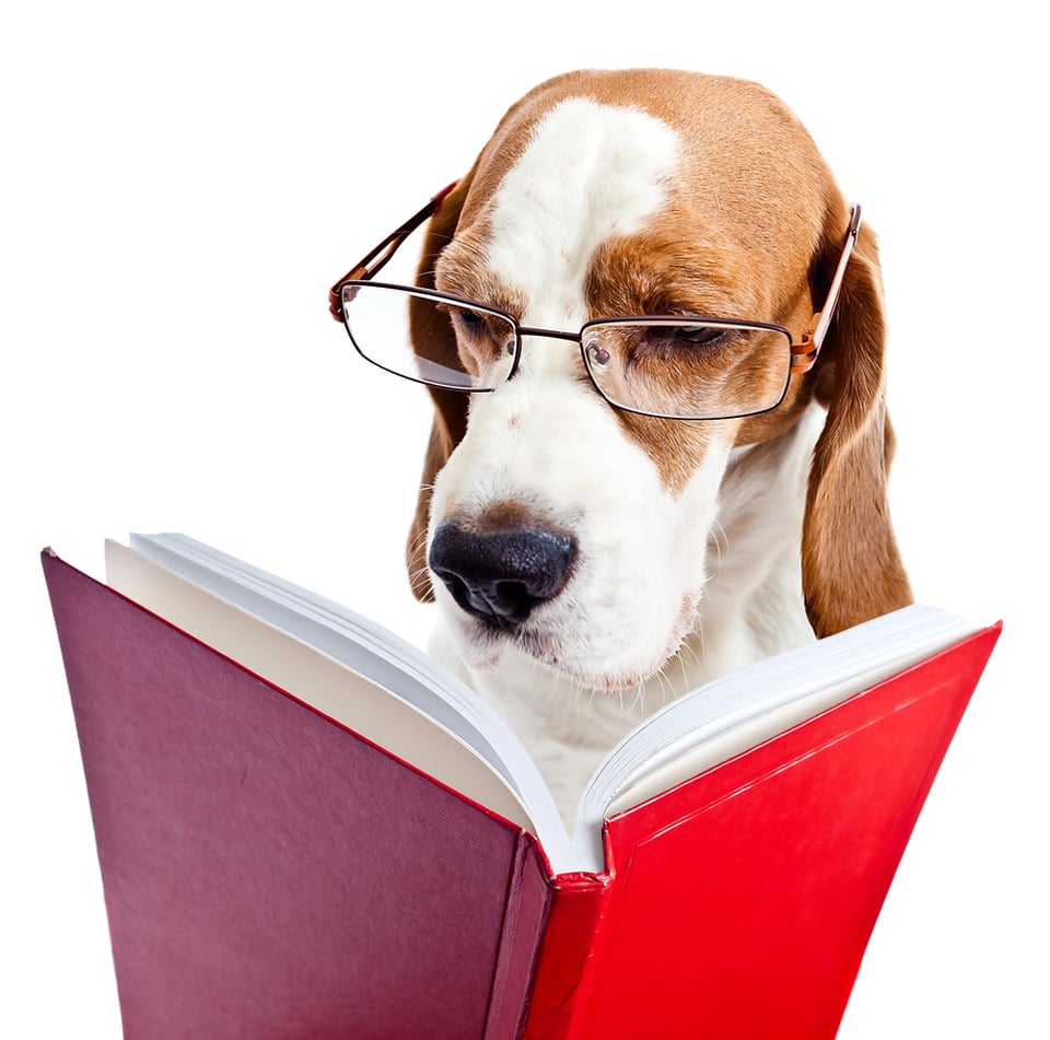 A beagle mix dog wears glasses and reads a book.