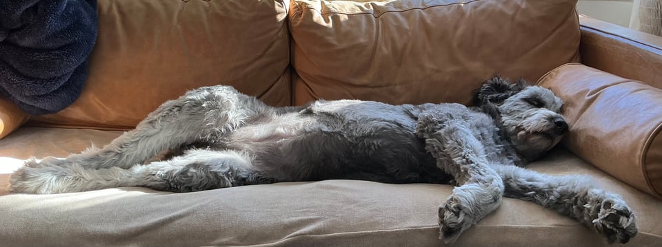 Photo of gray aussiedoodle lying across a light-brown leather sofa, stretched out and partly flipped on her back, so she looks a little provocative, albeit extremely furry/fluffy