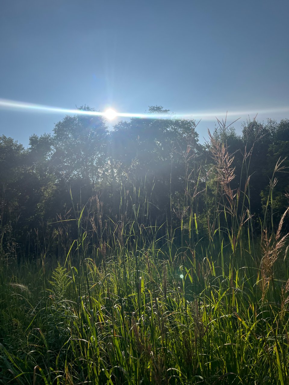 bright sun over dark green trees and lighter green tall grasses with blue sky