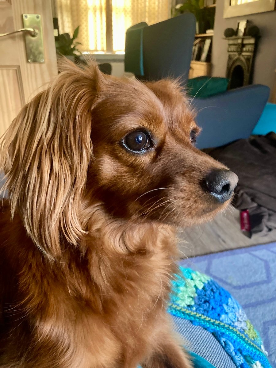 Radio in profile looking SUPER CUTE.