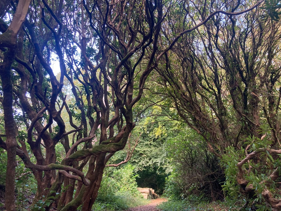 Twisted branches of a rhododendron forest flanking a small passage through the forest greenery.