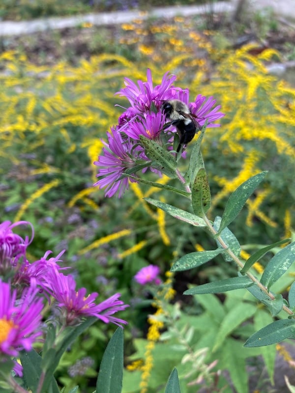 Bee on a purple flower with yellow flowers in the background.