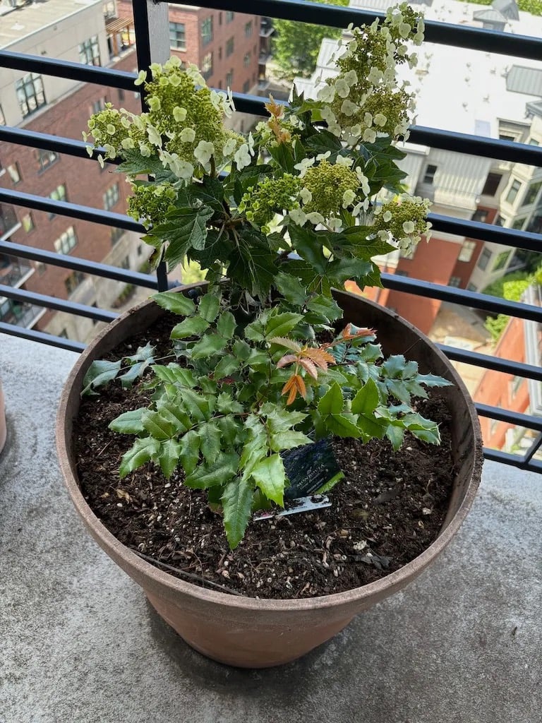 Hydrangea and Oregon Grape