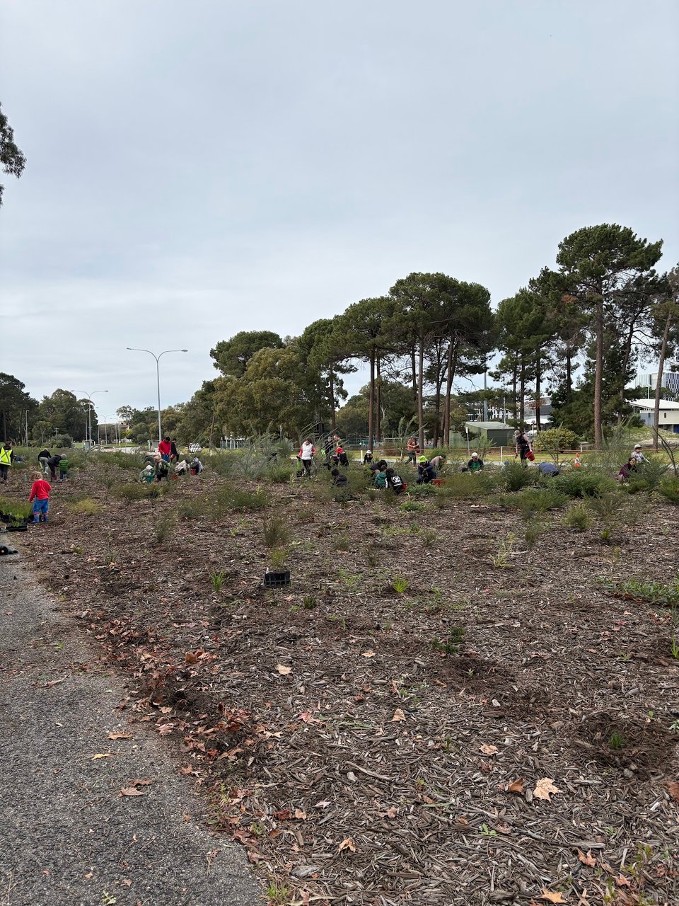 A rather inexpert photo I took of today's community planting tday, which people in the distance planting small plants.