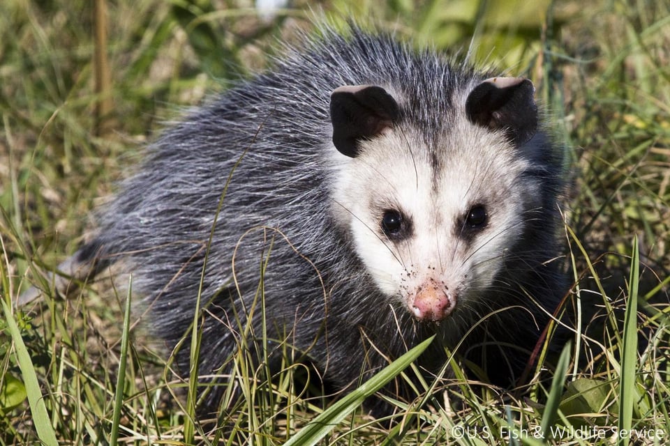 Virginia Opossum