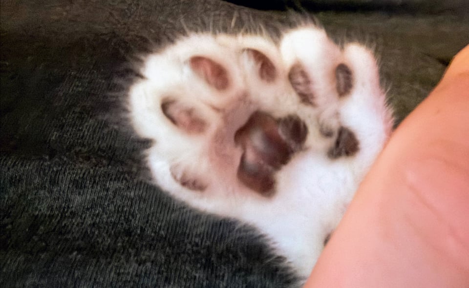 a cat's paw