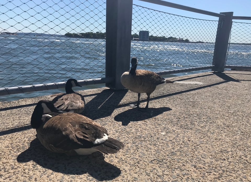 geese on a pier, Brooklyn, New York