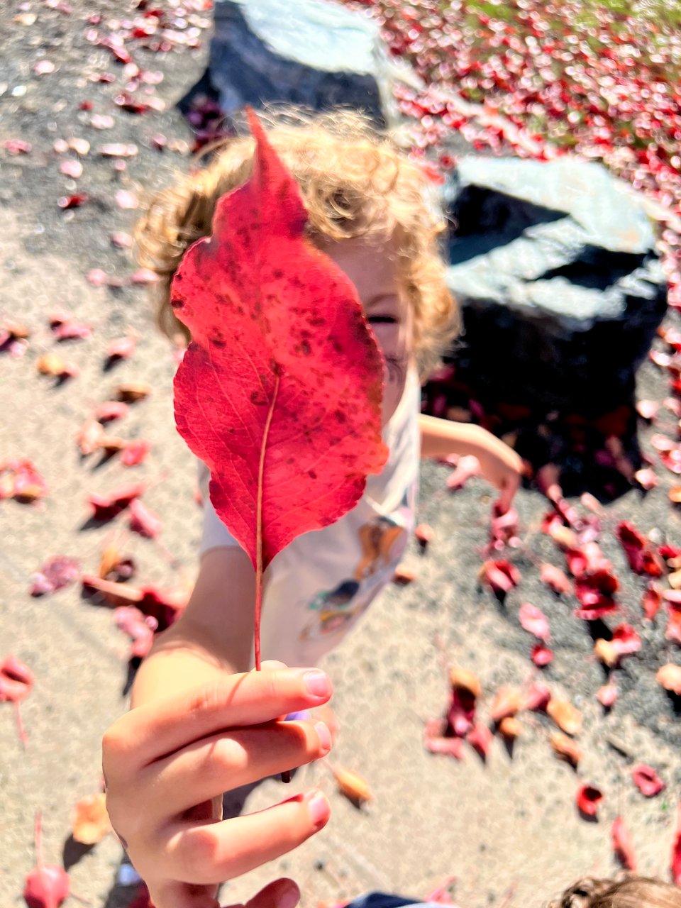 A four-year-old with curly hair holding a red leaf in front of his face