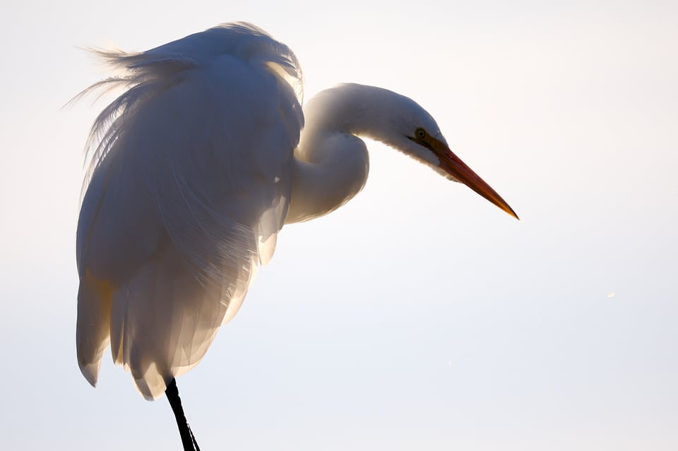 A large white bird backlit by the sun