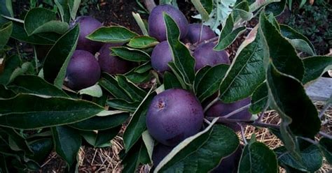 Black apples in fruit on a tree.