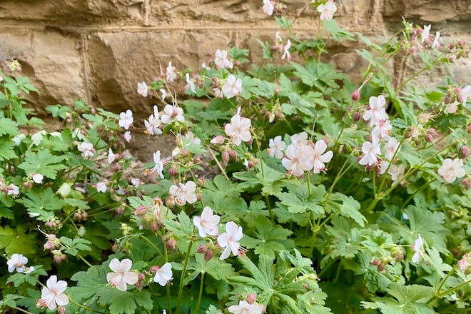 A profusion of pale pink blooms crowns Wild Geranium plants.