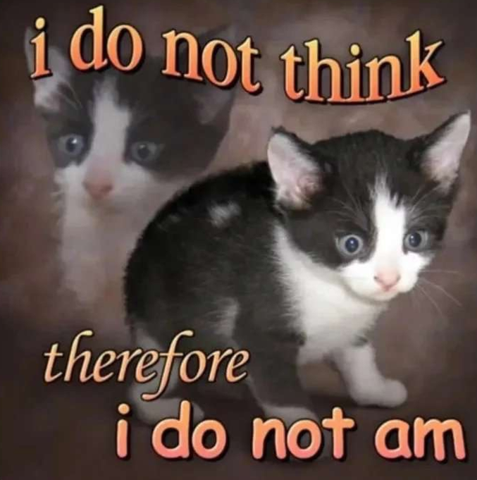 an overwhelmed-looking kitten overlaid with the text "i do not think therefore i do not am"