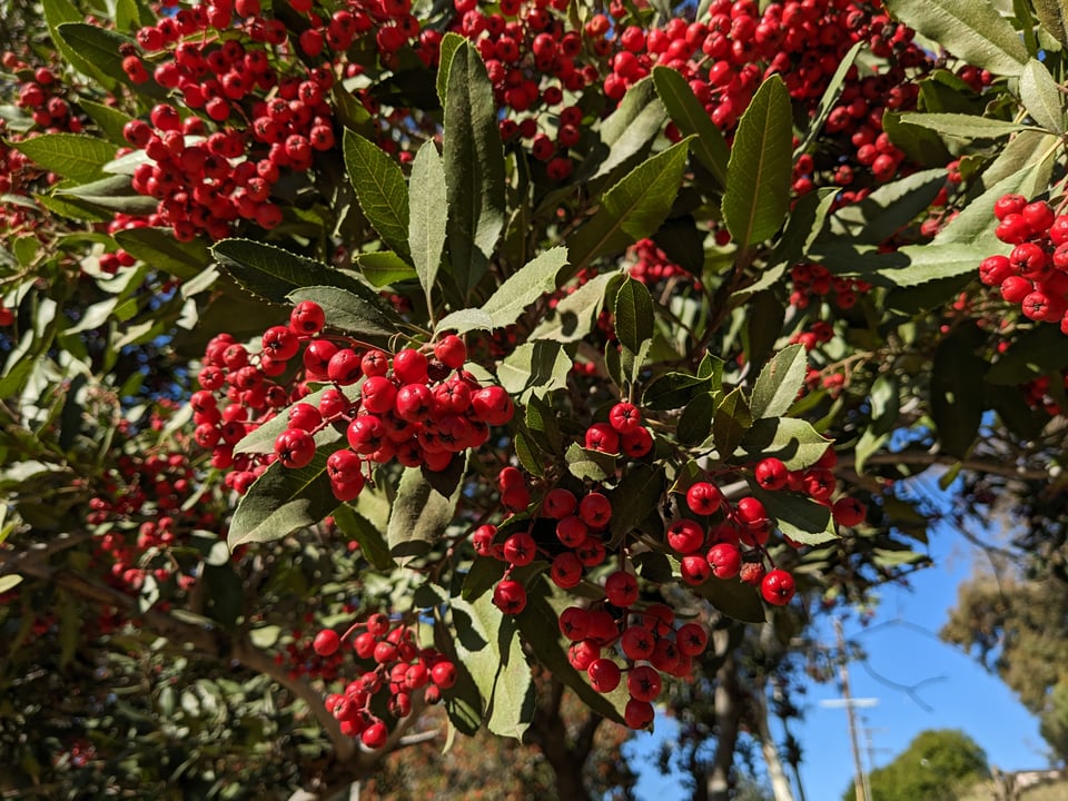 A close-up of clusters of red berries and green spear-shaped leaves on a toyon berry tree.