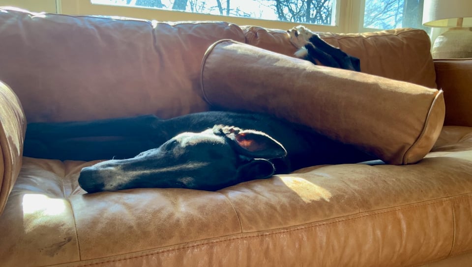 Photo of a black and white greyhound on a tan leather sofa. The greyhound has flipped on his back and somehow wound up with a sofa-bolster across his body.
