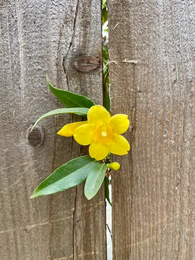 a yellow flower pushes through a small opening in a wooden fence