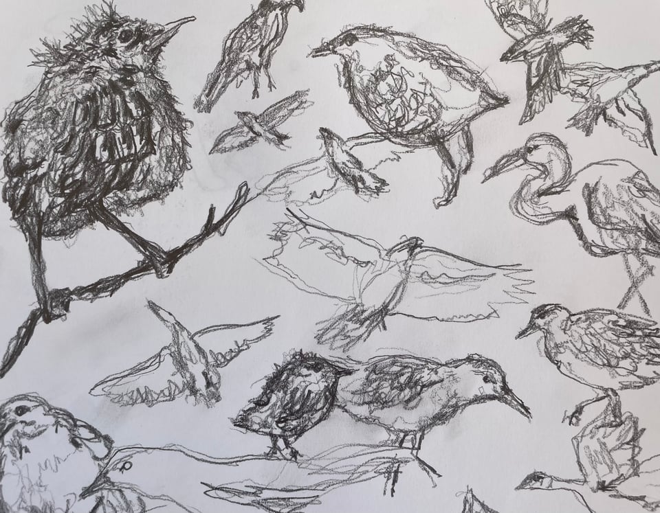 a page from my sketchbook of various birds drawn bilaterally, with a graphite pencil in both hands