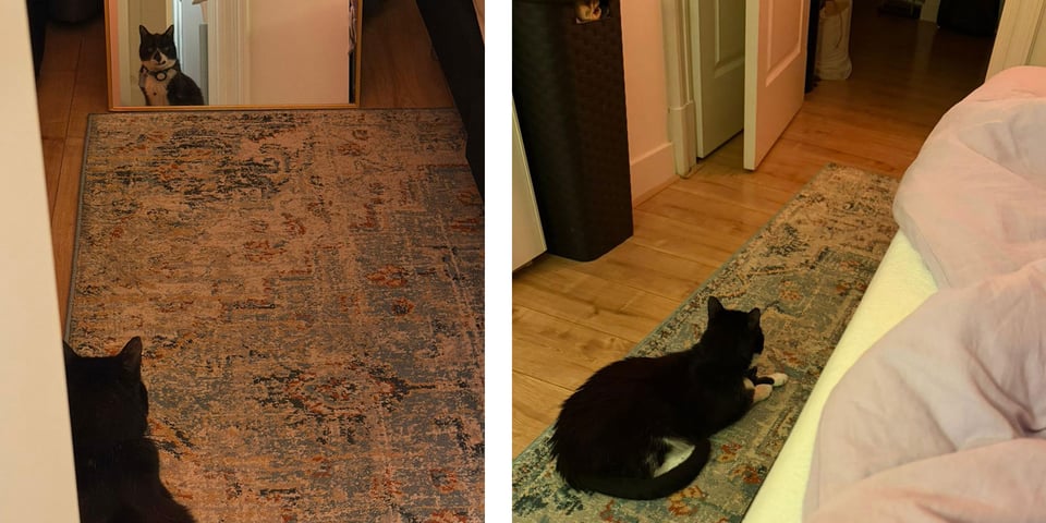 Two photos of a black and white tuxedo cat getting used to an apartment - sitting on the bedroom rug.