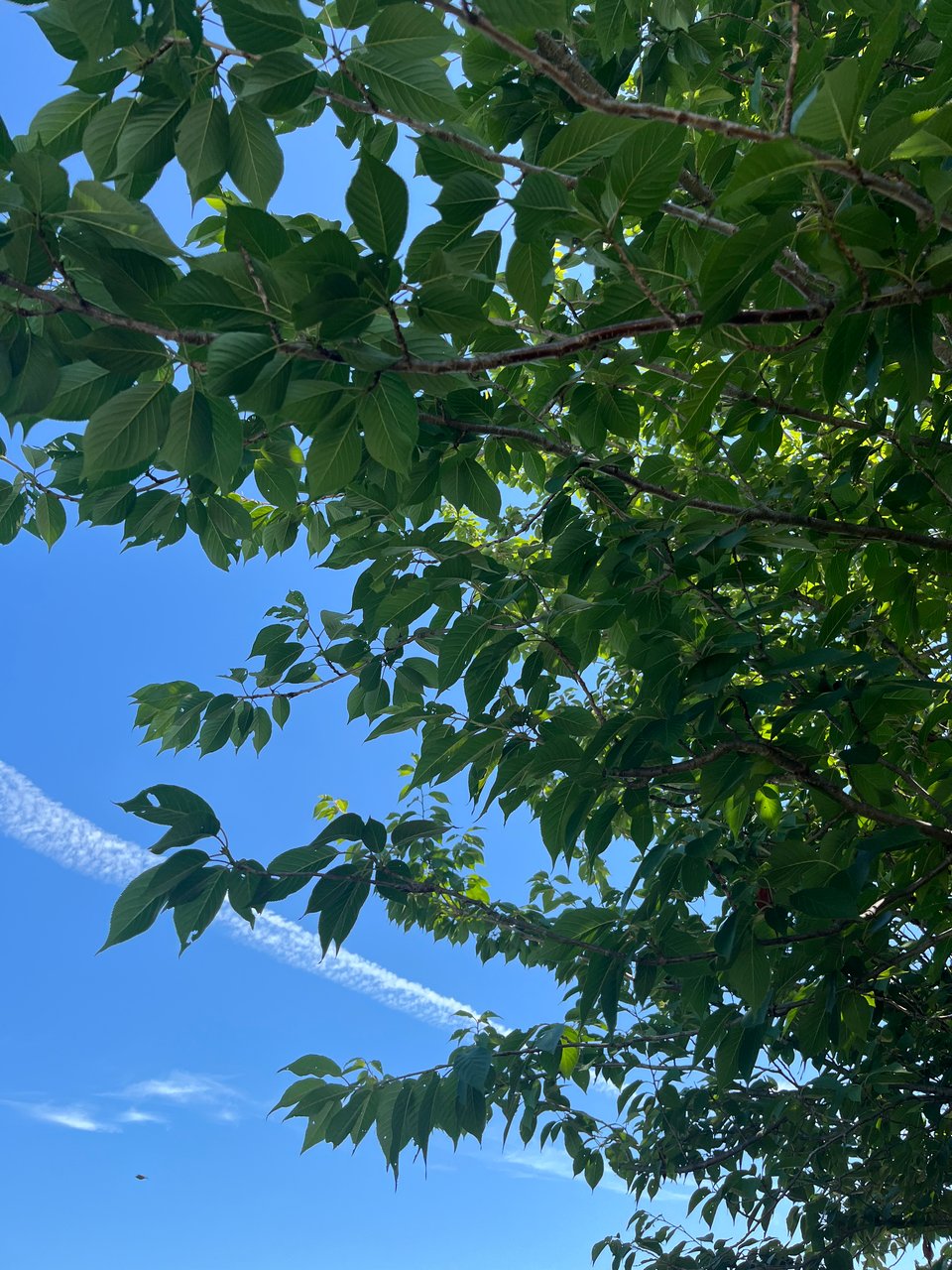 A bright blue sky with thin trails of clouds, seen through the branches of a very green tree.