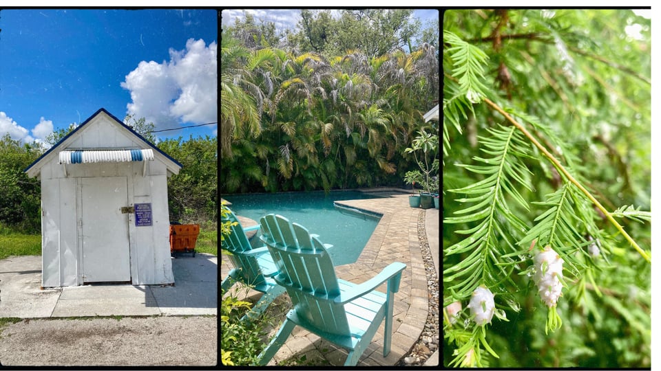 photo grid with 3 pictures. L-R: a tiny post office by the roadside; a pool and patio with 2 Adirondack chairs and palmettos; an evergreen branch with small white cones covered with dew.