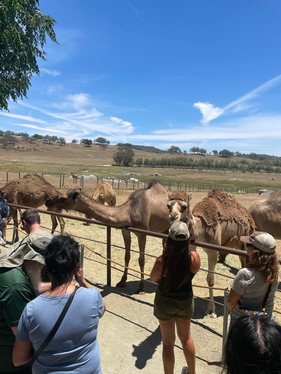 Camels at a camel farm