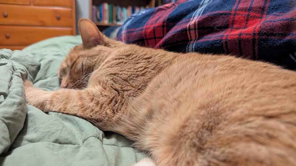 A picture of an orange tabby sleeping on her side.