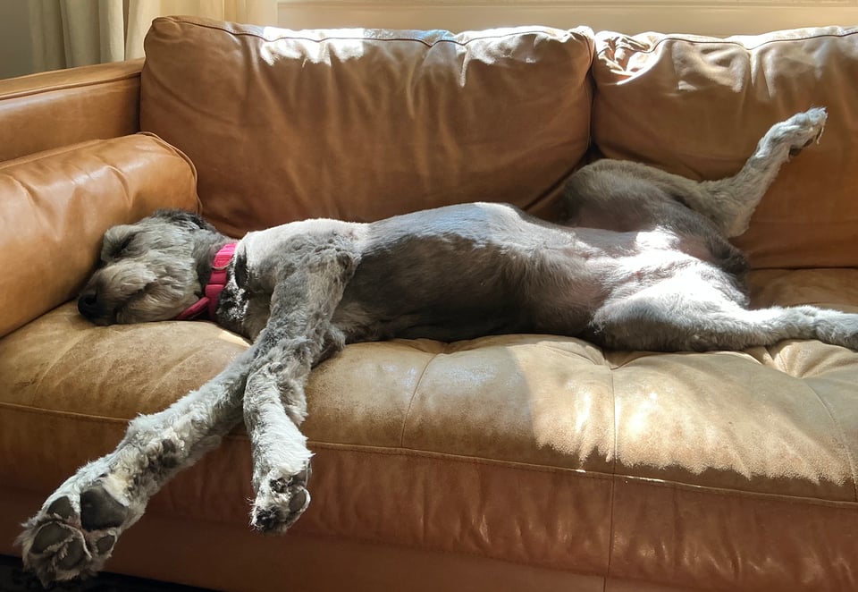 photo of gray aussiedoodle on a light-brown leather sofa; she's flipped on her back with her back legs spread and her front legs draped to the side, off the edge of the sofa. Sunlight is shining on her crotch.