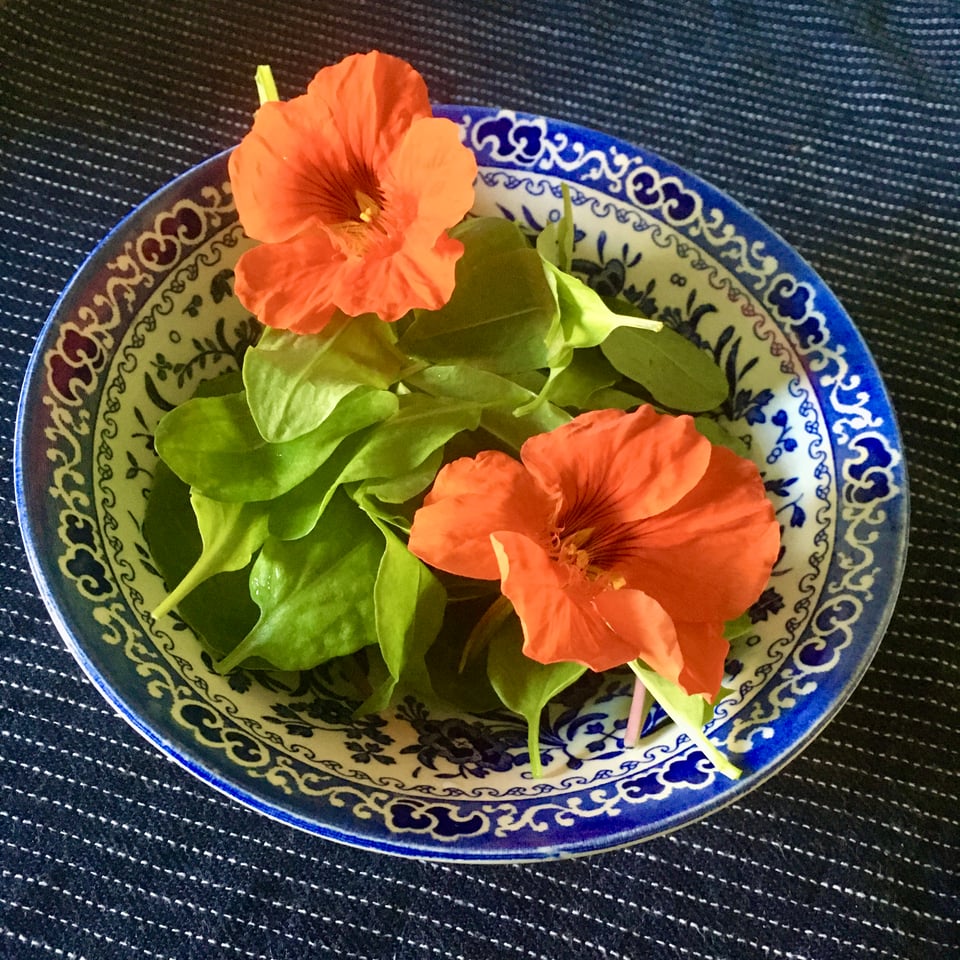 A blue and white bowl with orange nasturtium flowers and baby salad leaves.