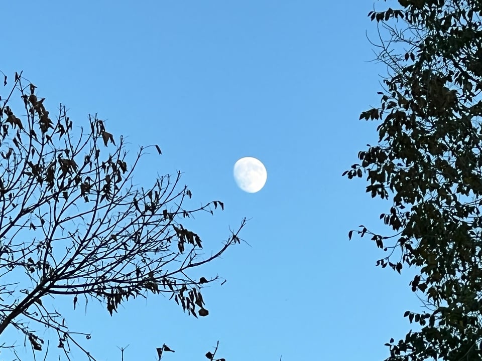 A waxing gibbous moon amongst trees