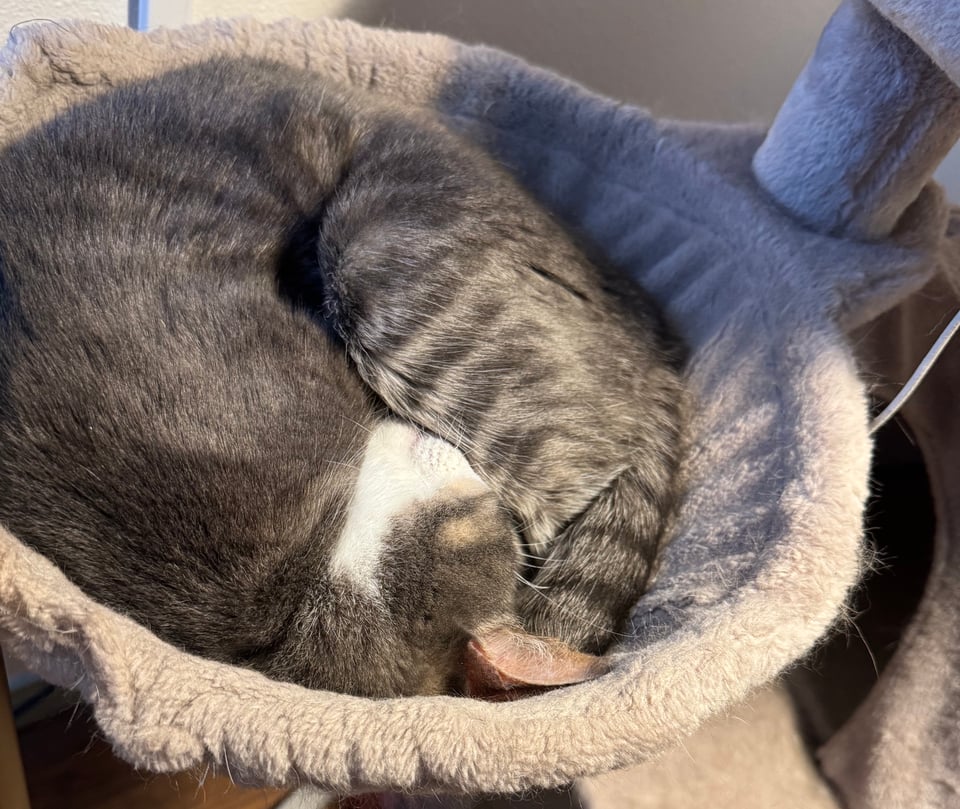 a grey cat in a bowl shaped bed attached to a cat tree. he is curled in a tight ball.
