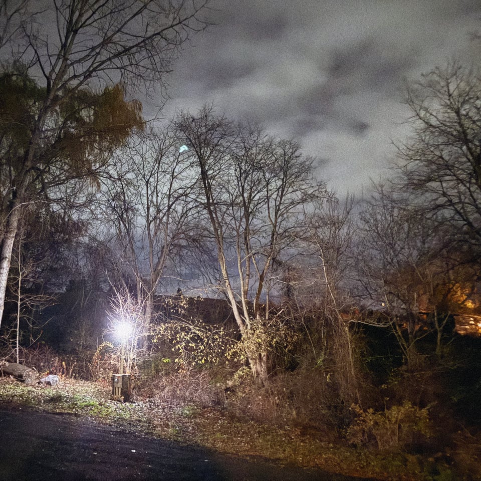 a single lightbulb burns super bright on the slope of a driveway before a cluster of trees that have just recently lost their leaves