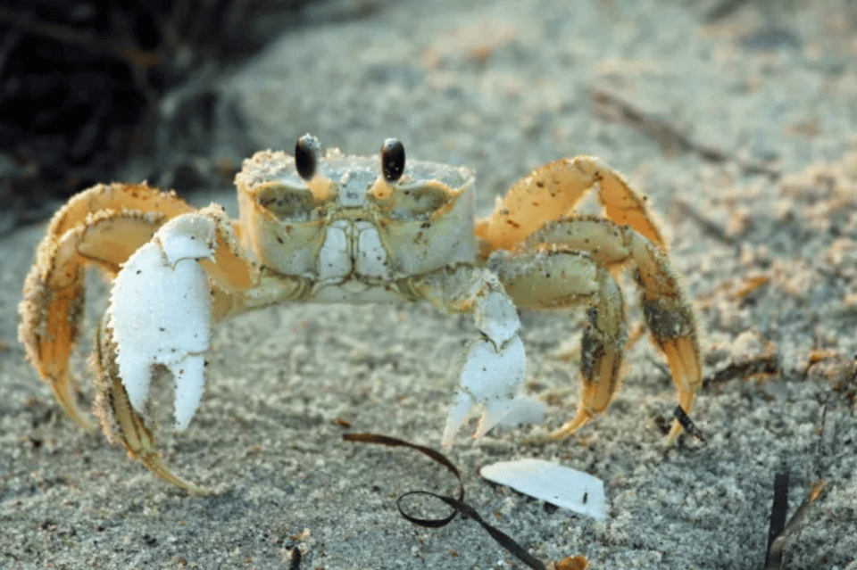 THE ATLANTIC GHOST CRAB!