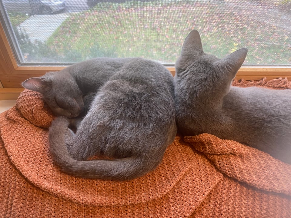 two grey kittens lying on the back of a sofa next to a window