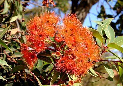 Image of a red flowering gum (Boorn/Yorgam)