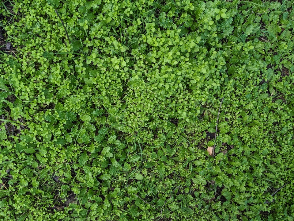 Light green clusters of chickweed grow in between other low-growing grassy plants.