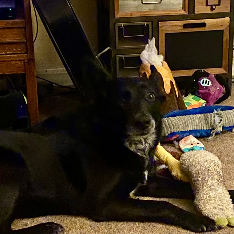 A medium sized black dog with pointy ears is looking up from playing with toys.