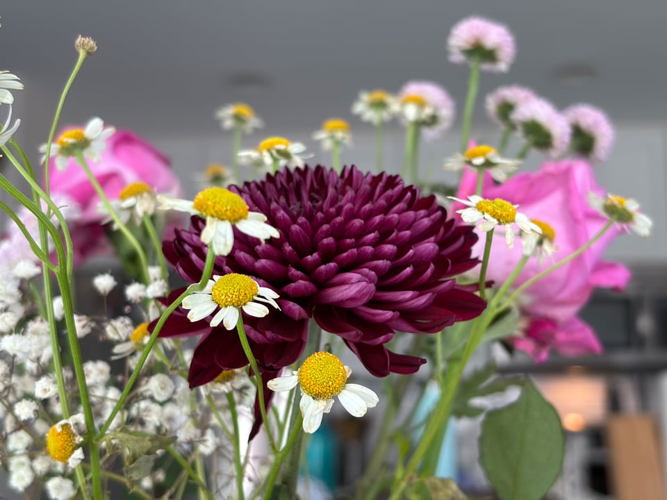 A deep purple dahlia amid a springy bouquet of daisies and roses