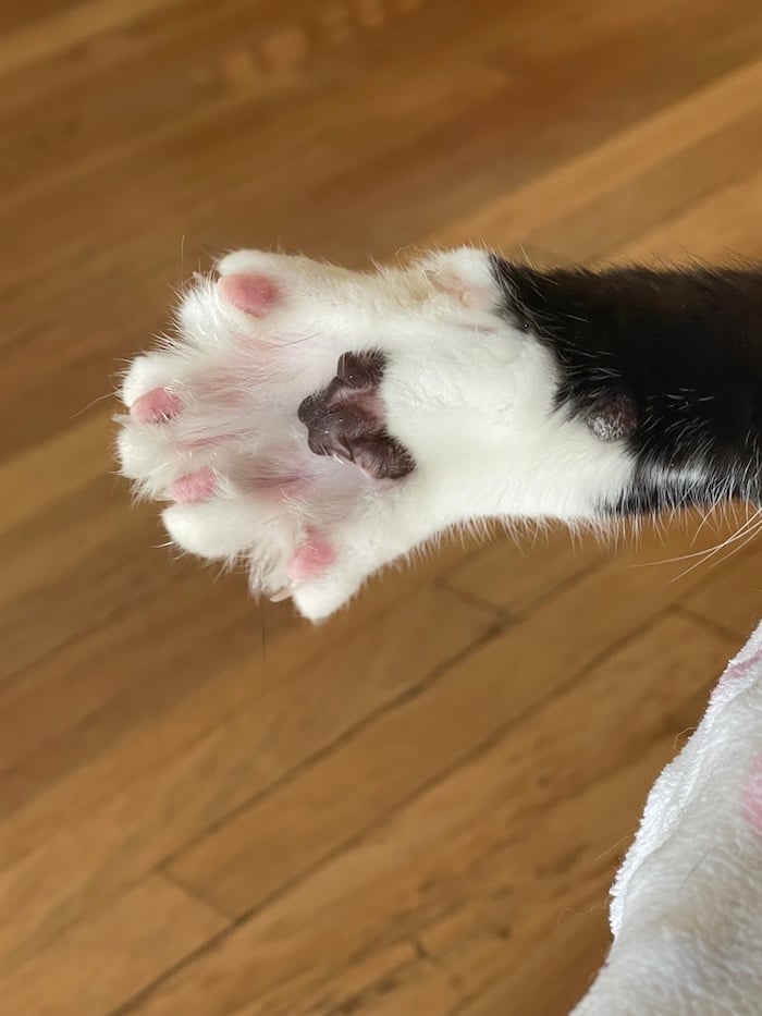 a cat's paw with toe beans exposed