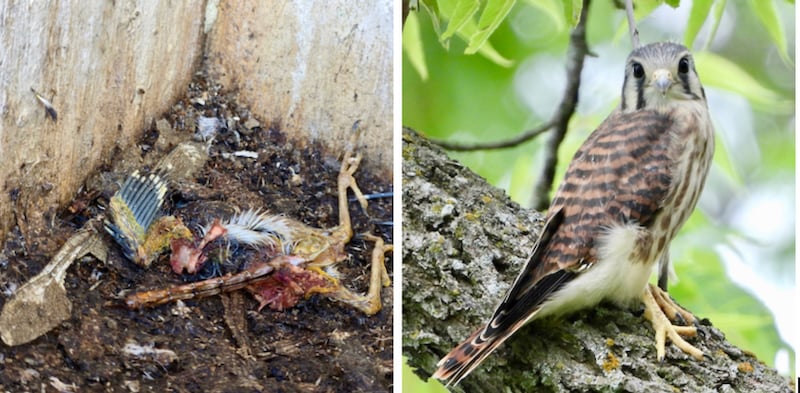 On June 24, the nest box was empty. Kestrels are not known for their tidiness. Nestlings back up, raise their tail end and then squirt their feces on the walls. And they don’t always dispose of leftovers like the bird legs or dragonfly wings in the picture at above left. No matter; this young female is enjoying her tree branch in the great outdoors. For the next 14 days she will still be taken care of by her parents, until she is able to hunt, mostly for large insects and small mammals, completely on her own.