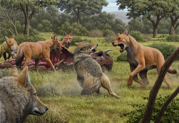 Paleoart showing a speculative view of what dire wolves looked like compared to gray wolves, the dire wolves feeding on a bison carcass in ancient California.