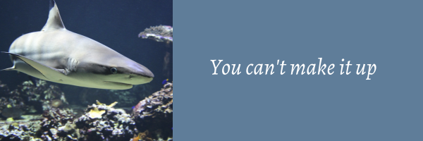 shark swimming in reef