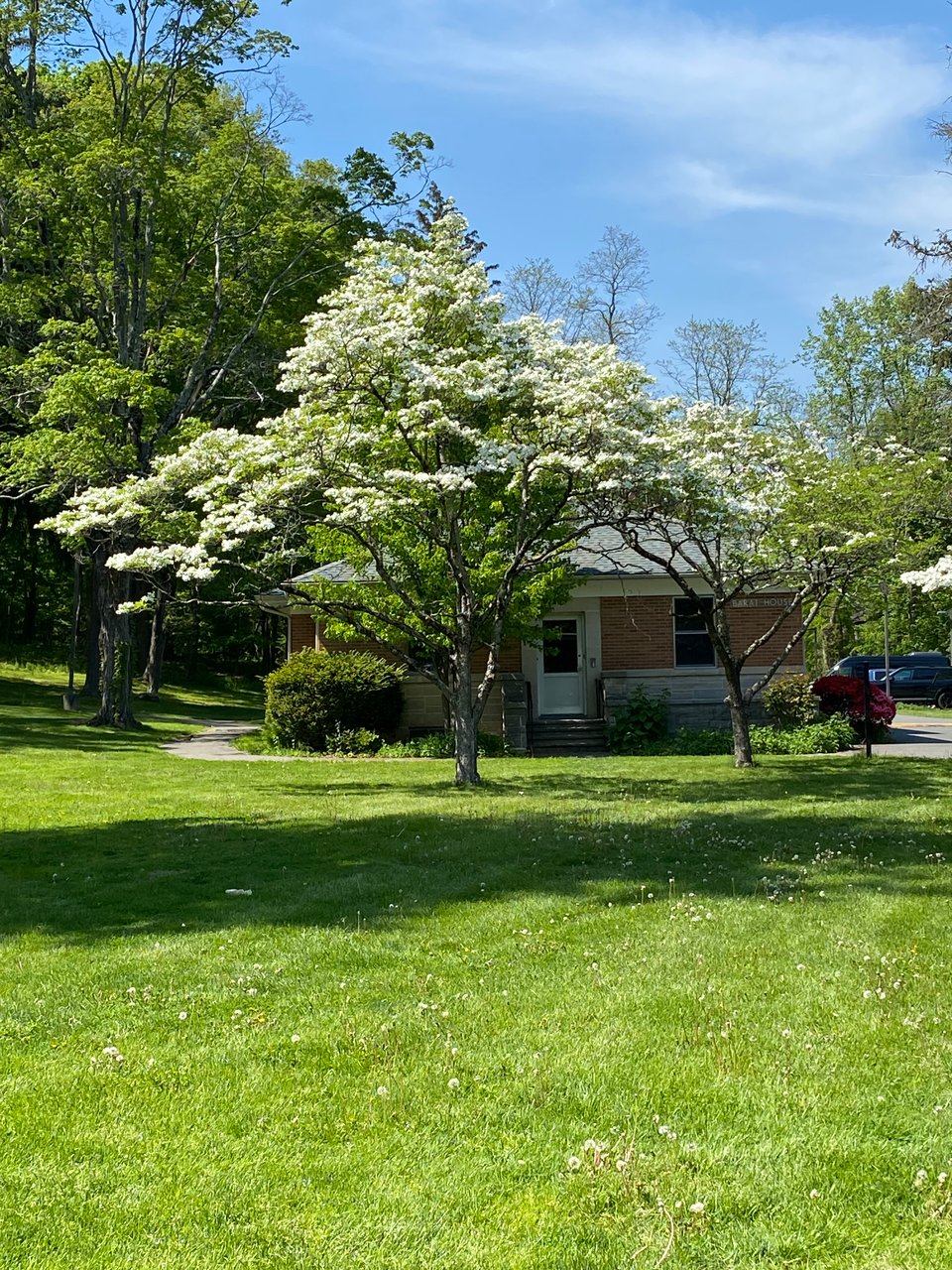 A white-flowering tree in front of a squat, one story building