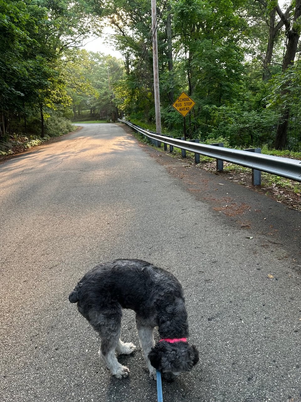 photo of gray aussiedoodle sniffing something in the road during a walk. She has a hot pink collar and a blue lead. There are trees in the background and the sun is coming through the haze behind them.
