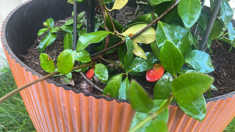 Close-up photo of the base of a jasmine tree. The leaves are shiny and wet, and a couple of red leaves are starting to appear.